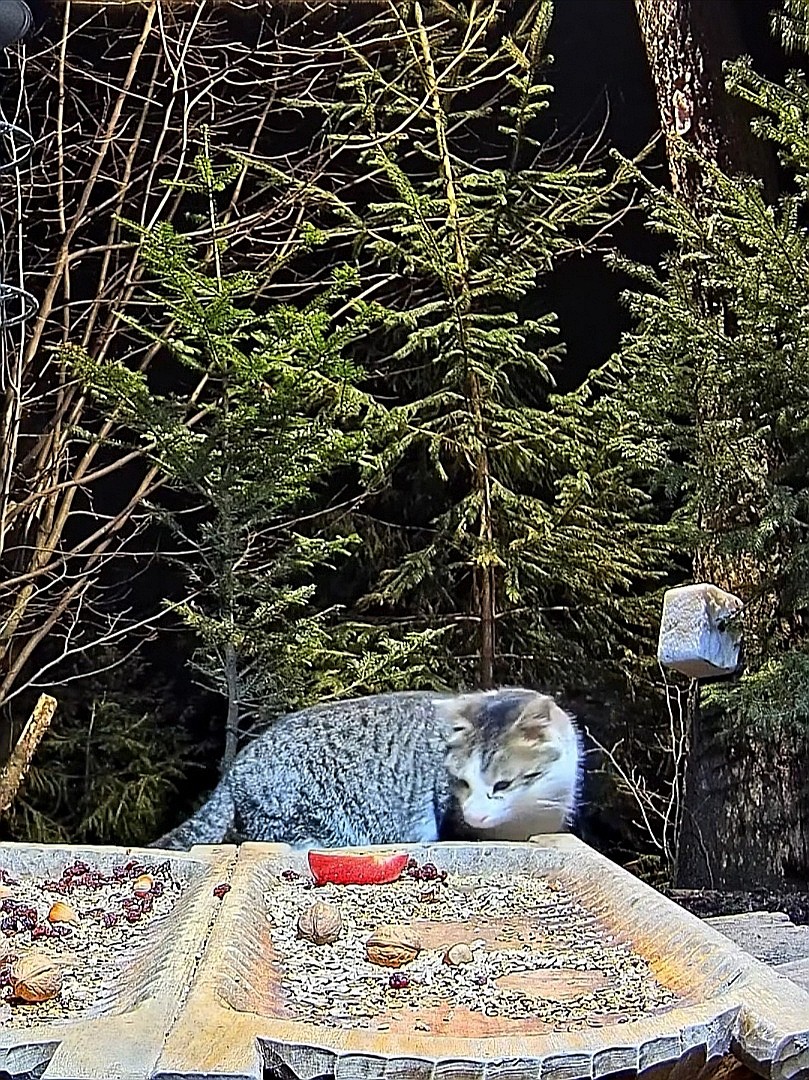 livebirdspoland_bec88f370359c4f7a05f3d5856e32158.jpg