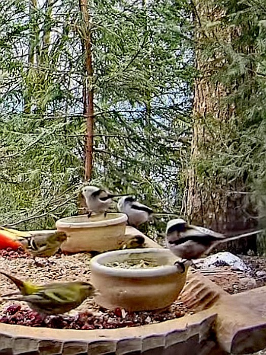 livebirdspoland_faacbefc8126e4b76ffce834690a8dd0.jpg