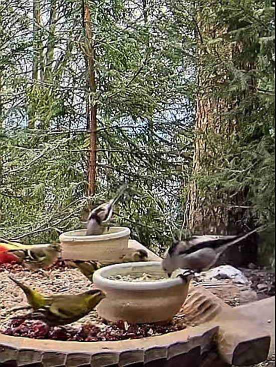 livebirdspoland_e1c53b77dc2120503f1d31bf110fe880.jpg