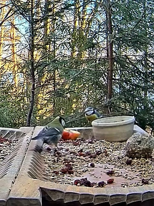 livebirdspoland_2663a8f0e6205d51a6856499829c6593.jpg