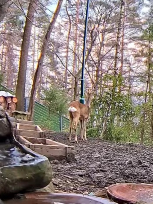 livebirdspoland_553a28422c4c64e838cbbc6c1fb1be4f.jpg