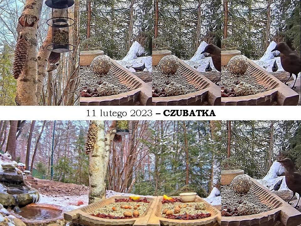 livebirdspoland_54bd7de23d30fe212414e8fc52b14aa1.jpg