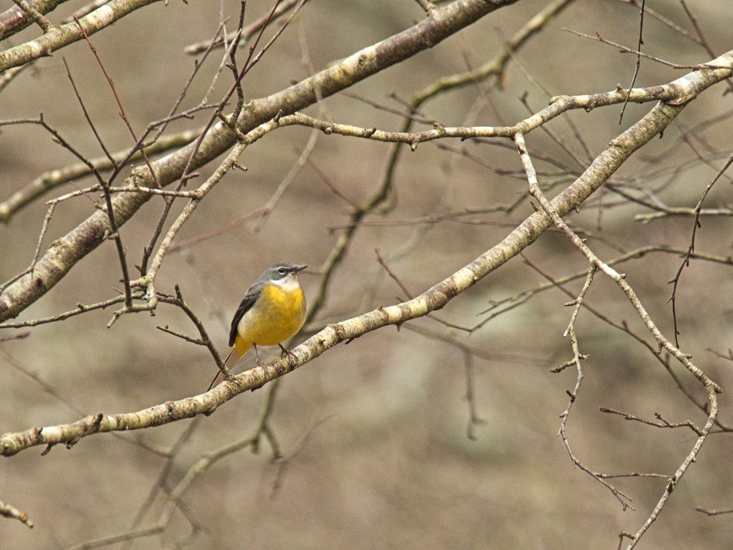 livebirdspoland_766db4491fc33d3310c847d5a9799f05.jpg