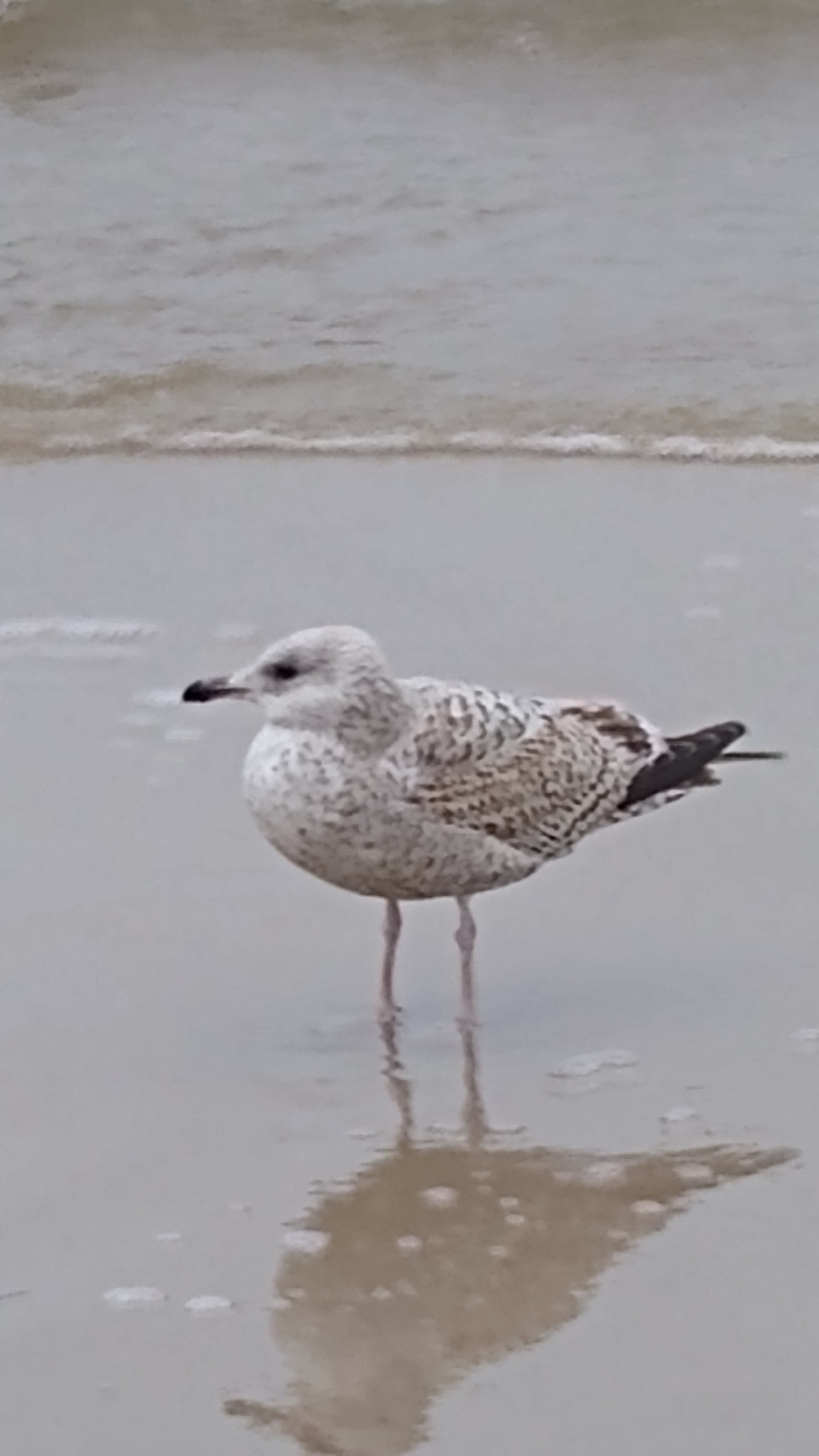 livebirdspoland_bc016d5fc22500a444307dc0217cab47.jpg