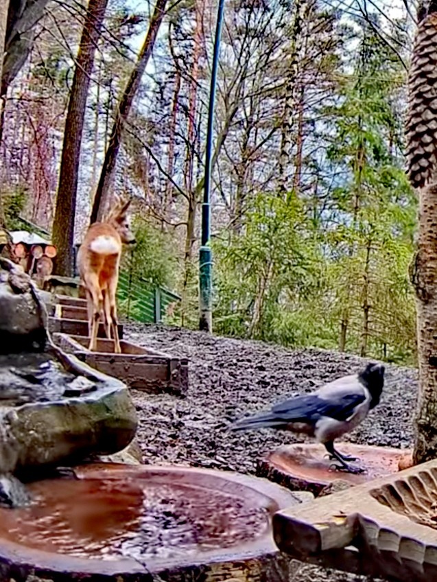 livebirdspoland_a022e19d40197fee517911d19cb48031.jpg