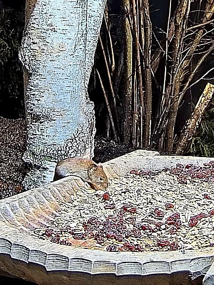 livebirdspoland_8ef57f32011b0f5ea1695023ab2f9c82.jpg