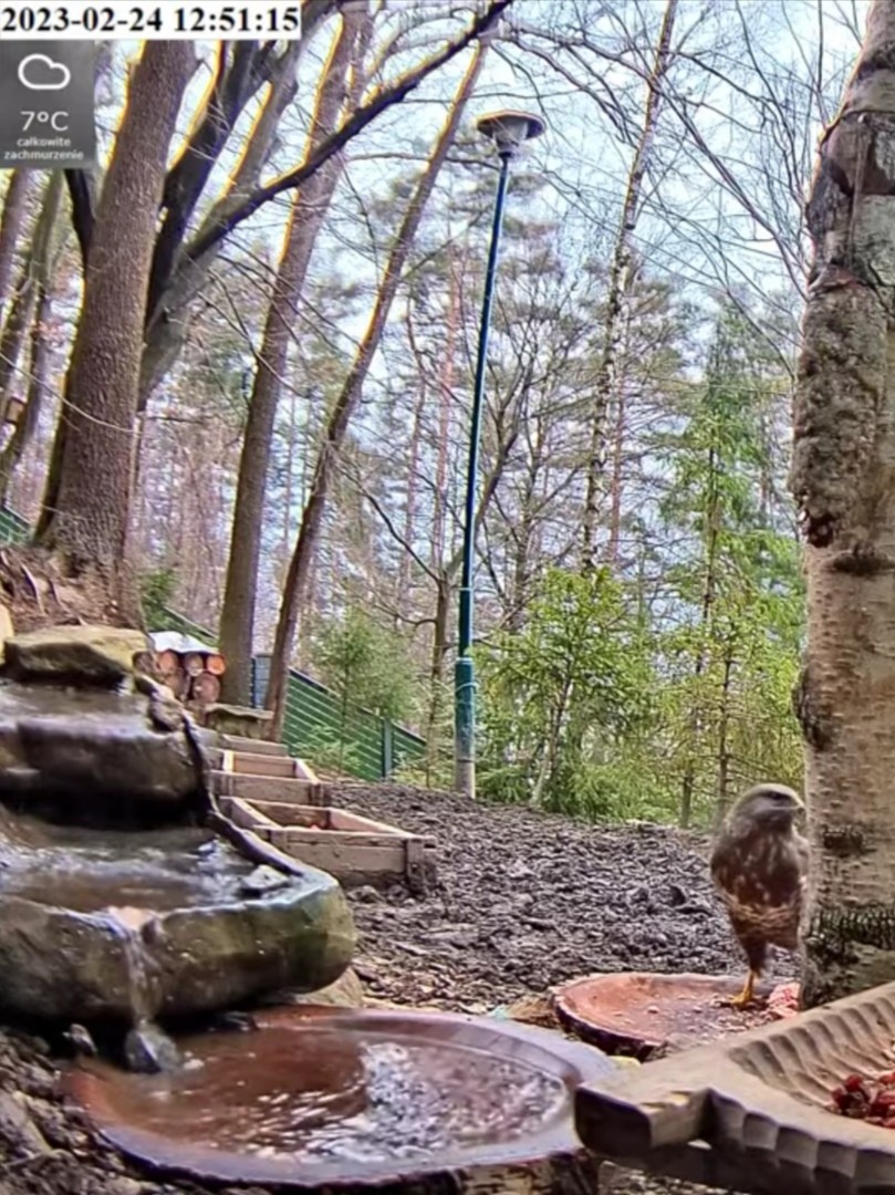 livebirdspoland_9ab8d785c8f8f502c12e593cc536780c.jpg