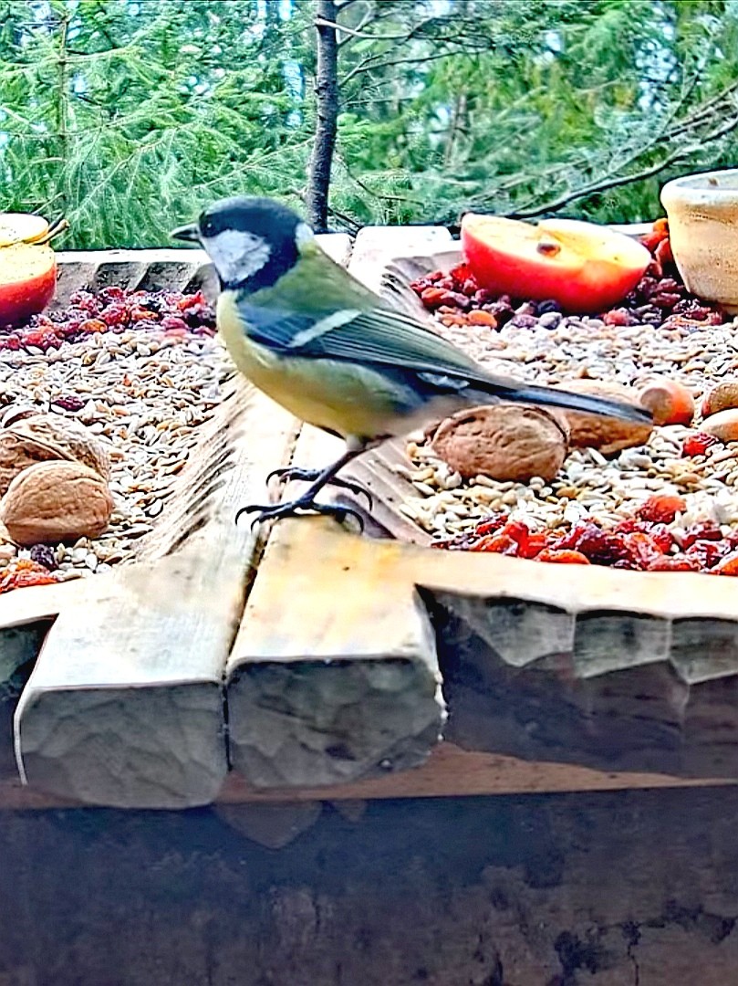 livebirdspoland_b588af44e40da87e8eaf7d732ece52f3.jpg
