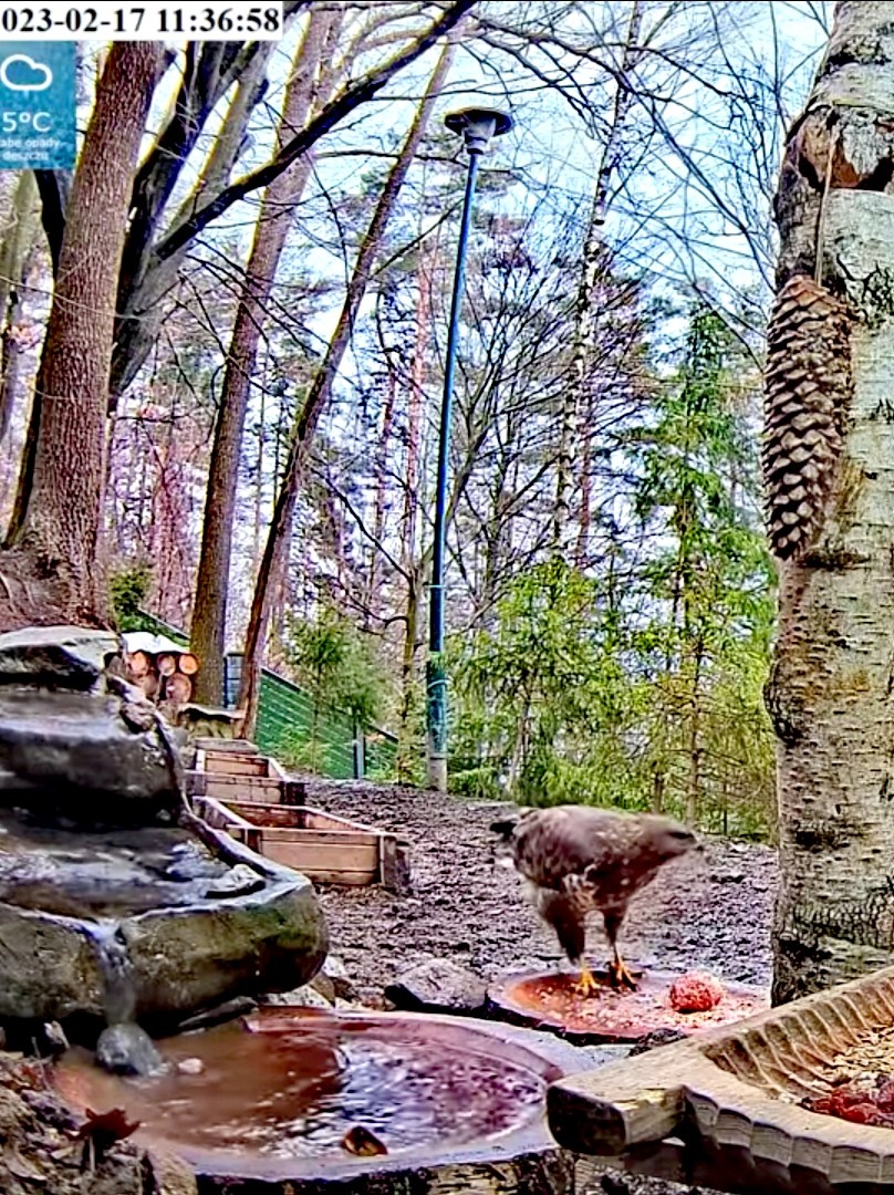 livebirdspoland_8542703812326d8f35b6cf9c06ae4406.jpg