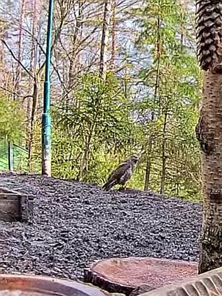 livebirdspoland_7f962535a0b65fe90d57a29584f201c6.jpg