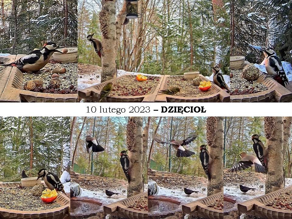 livebirdspoland_5b2f72aa78b3b82a8bc82eca64a78c65.jpg