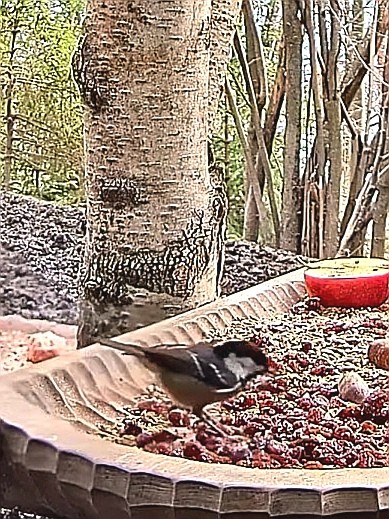 livebirdspoland_a9c9cca000c507c089deb3233639ed79.jpg