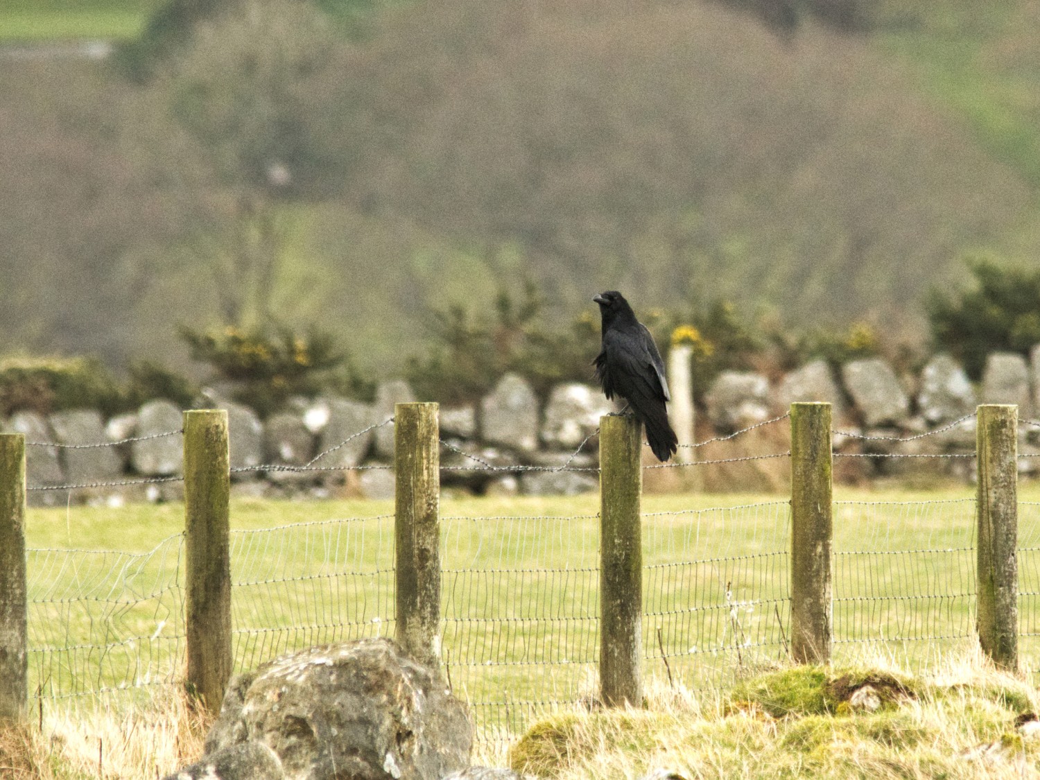 livebirdspoland_d91119b18aef1bef857bd999248c7282.jpg