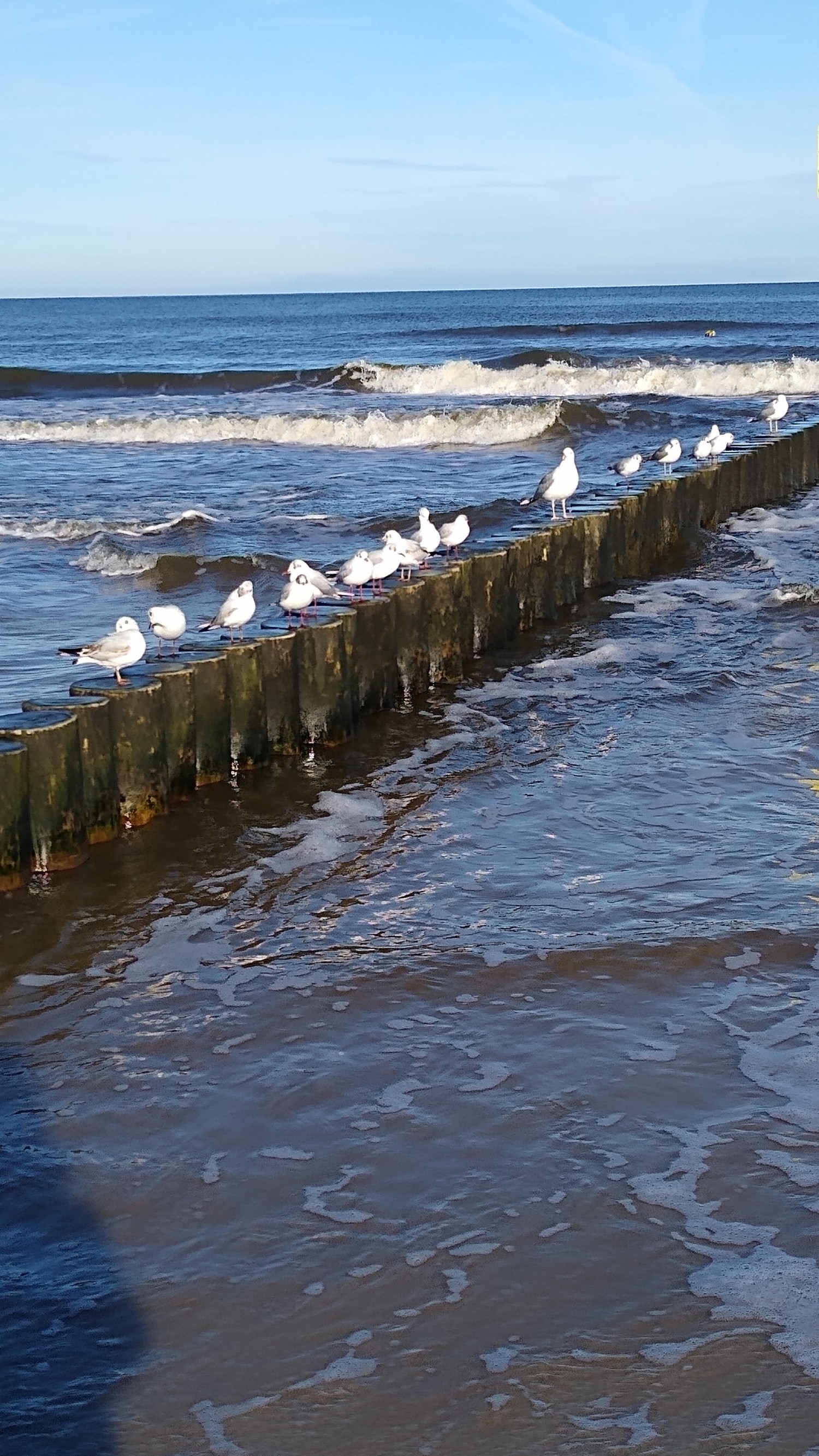 livebirdspoland_62ca32b1118e403c2c9e7f3429aa777c.jpg