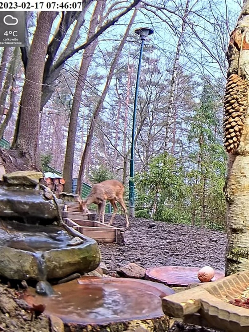 livebirdspoland_f5ae0fdf8b20942e2caebc3e0795e644.jpg