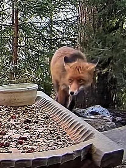 livebirdspoland_4149ee32839b6c624e3308b233ab5a0d.jpg
