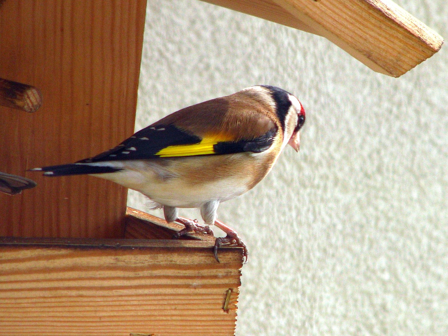 livebirdspoland_4418fe2b30331b97b5a1d2cc99a421d4.jpg