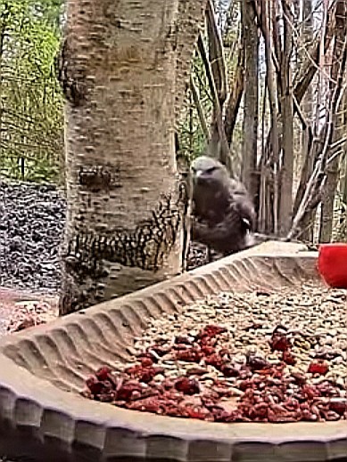 livebirdspoland_9fcb808a9c0da23032d2d5b61f594360.jpg