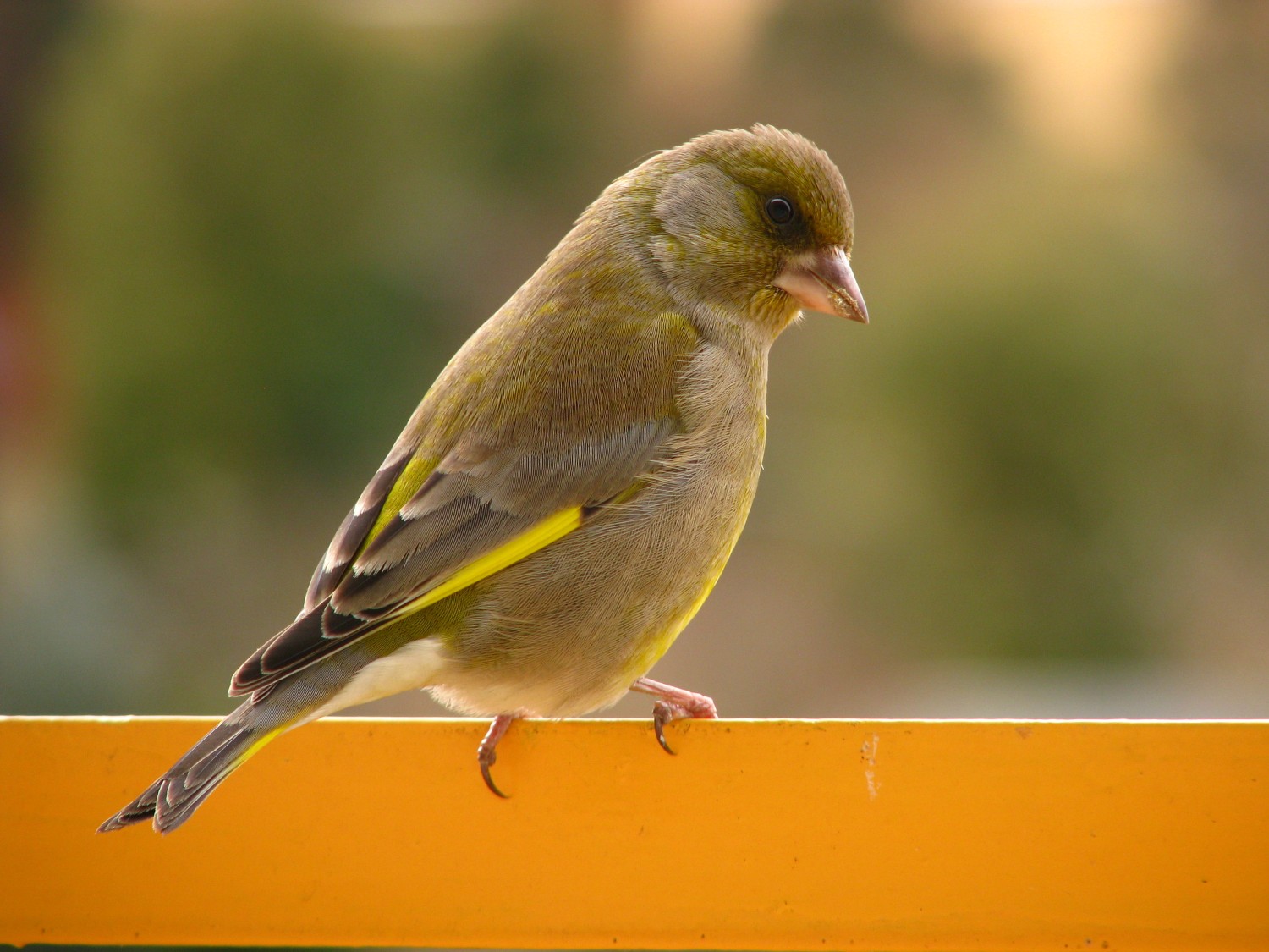 livebirdspoland_b3ac07c6752bc5148a9cd9c61f5995a4.jpg