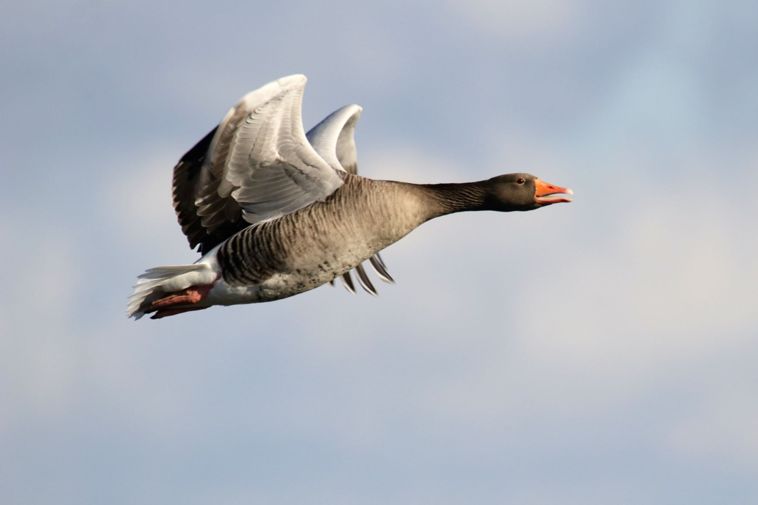 livebirdspoland_d71ca92156f23c1c01bbcedaeb1be5a1.png
