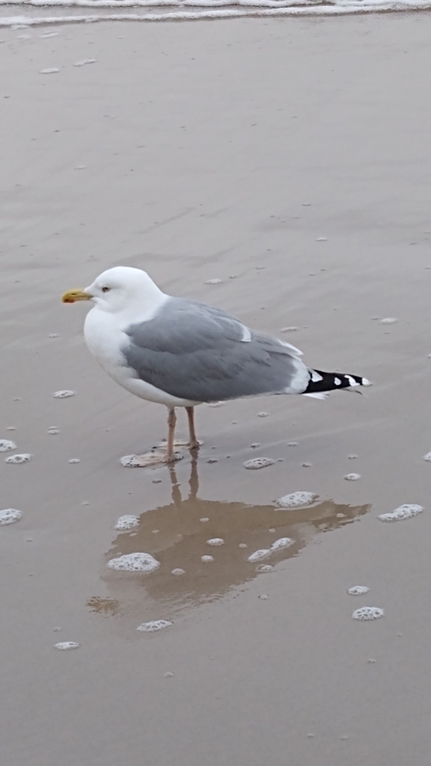 livebirdspoland_c936c6437625fd2d8c78b3c58a70147f.jpg