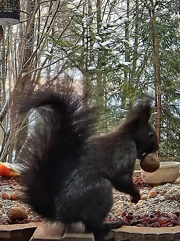 livebirdspoland_de3608fdde3656c94b0b78f652547952.jpg