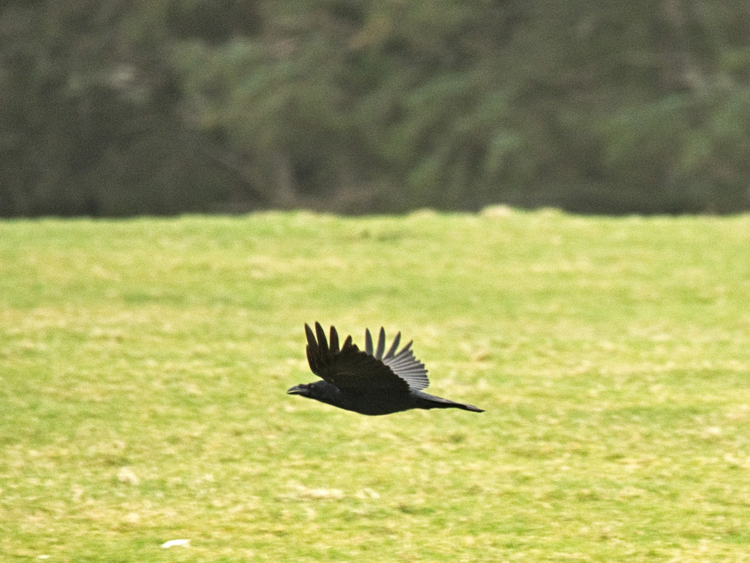 livebirdspoland_89e76e2bf15115ed2cdc373c4bba005e.jpg