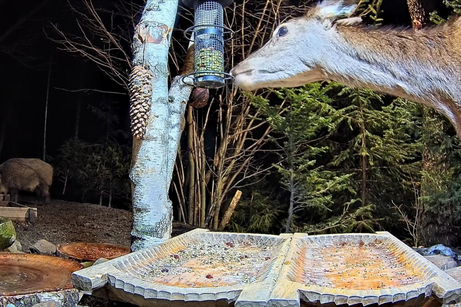 livebirdspoland_bcef900ec84defb6b13d75c8fe8bdd96.jpg