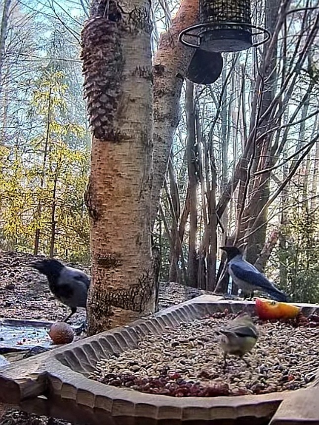 livebirdspoland_e1850416ec86e2ae7d9f48c3f37aaec2.jpg