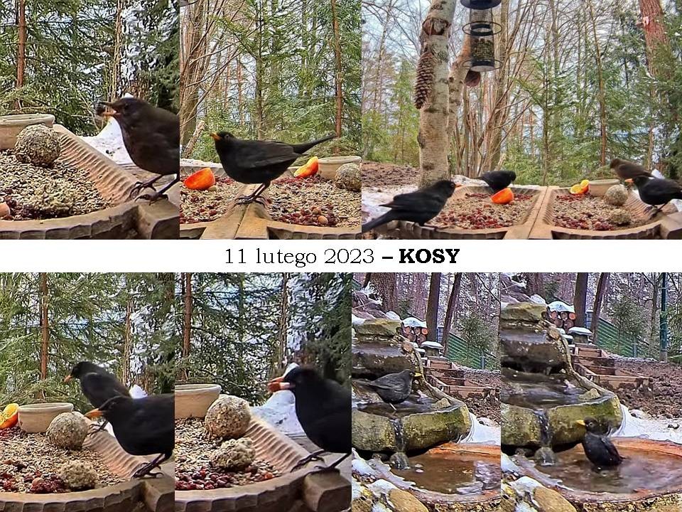 livebirdspoland_b1568376fc31ae537b460fd015d66eca.jpg