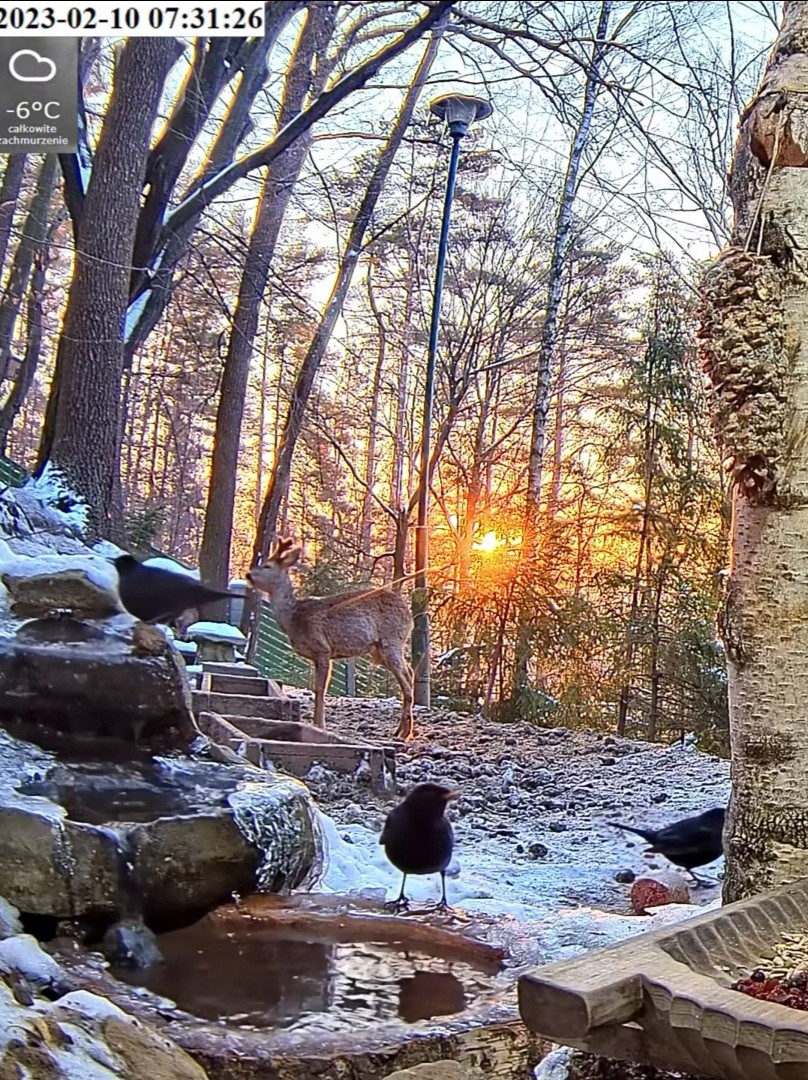 livebirdspoland_73402abbbe7c1a4029b9a520b7cb0393.jpg