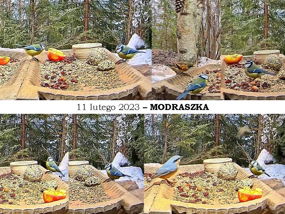 livebirdspoland_454857d7b61e8b07b4e66708c42f0360.jpg