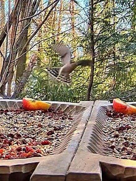 livebirdspoland_fcd84c2f260598241ebd657814d29427.jpg