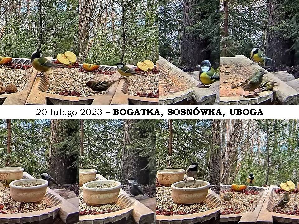 livebirdspoland_aff29a8021f3d62a6fb079fd11a544cf.jpg