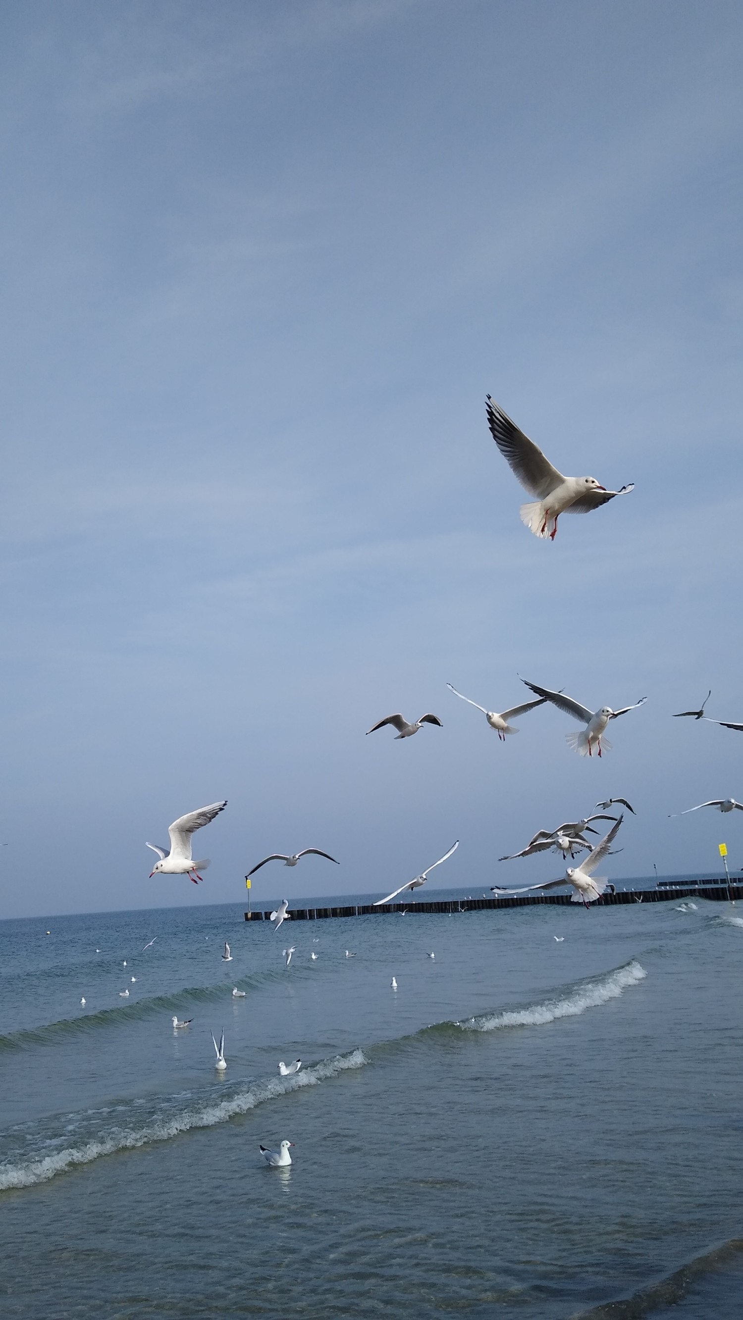 livebirdspoland_3bd6eb7991bfc47d0b31da58e0e06e76.jpg