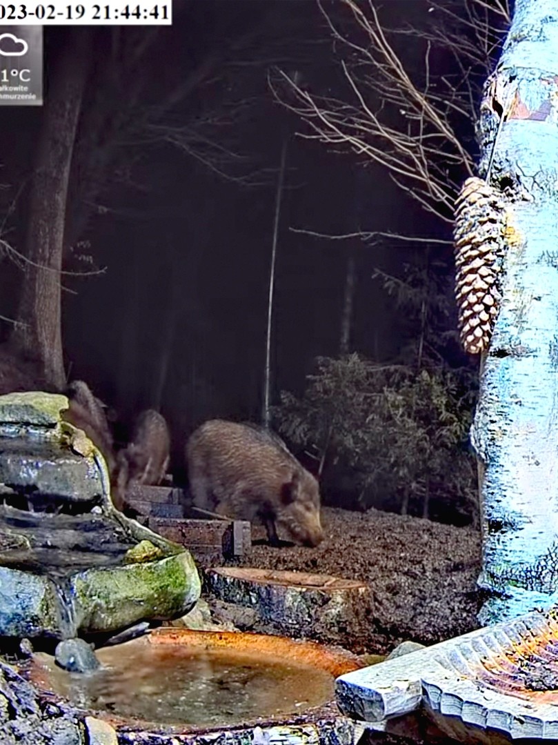 livebirdspoland_ccd1b3580b2e70a4ea1e011d94ef75e8.jpg
