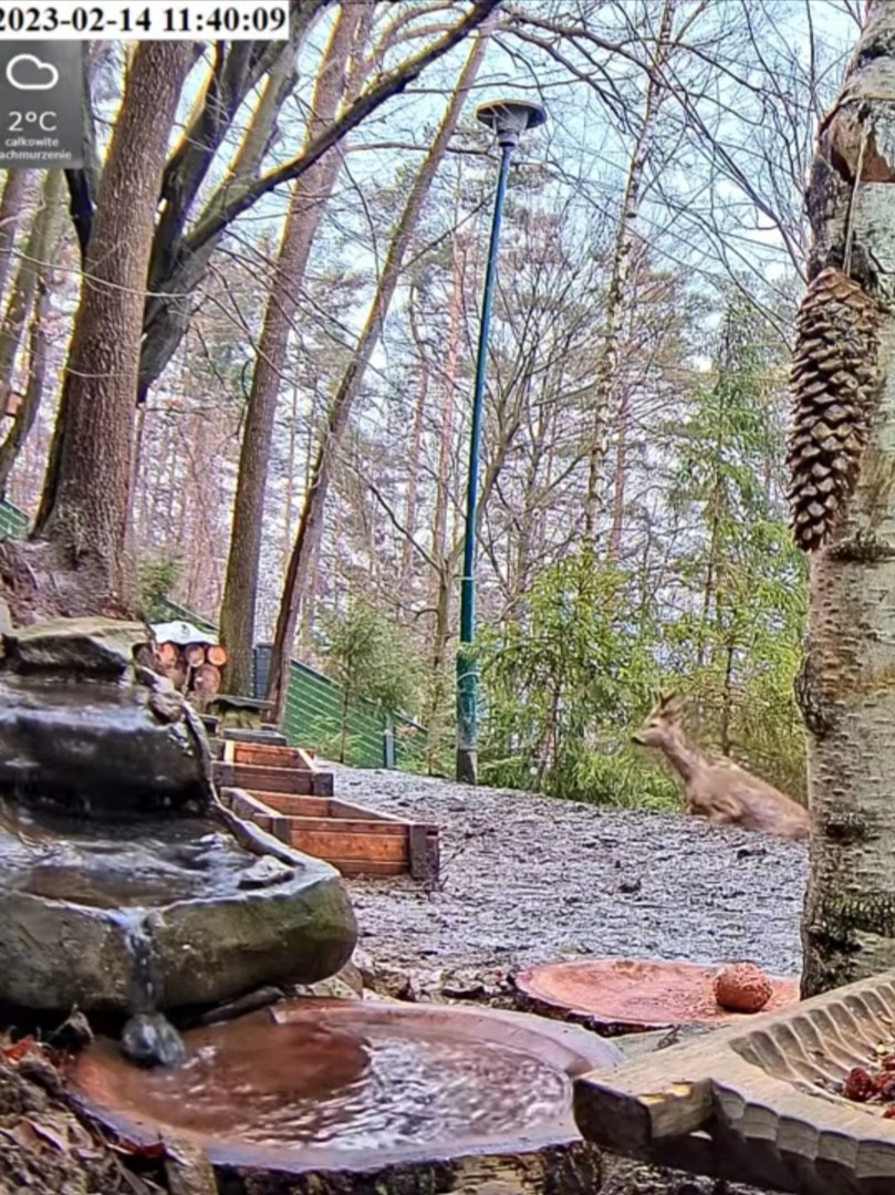 livebirdspoland_f7c184536eddf5c081daaf11e0d67363.jpg