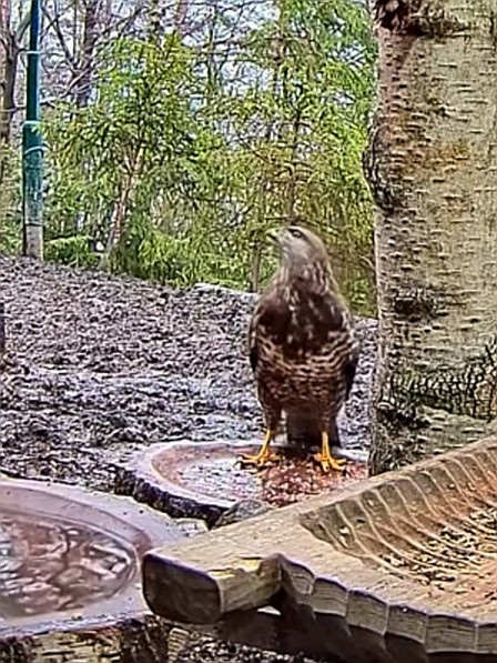 livebirdspoland_b985d6302ff61cb0e4b9253ea13b4449.jpg