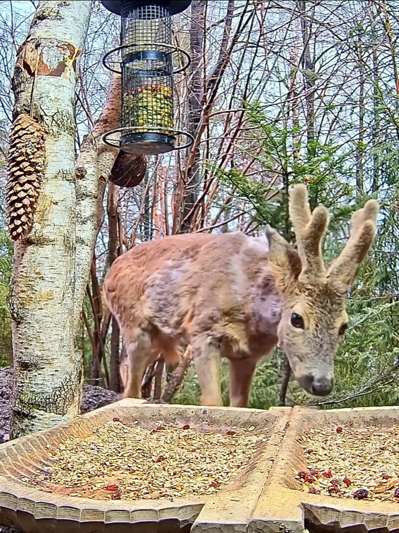 livebirdspoland_e7f568841b4d84310fc9ef1105925782.jpg