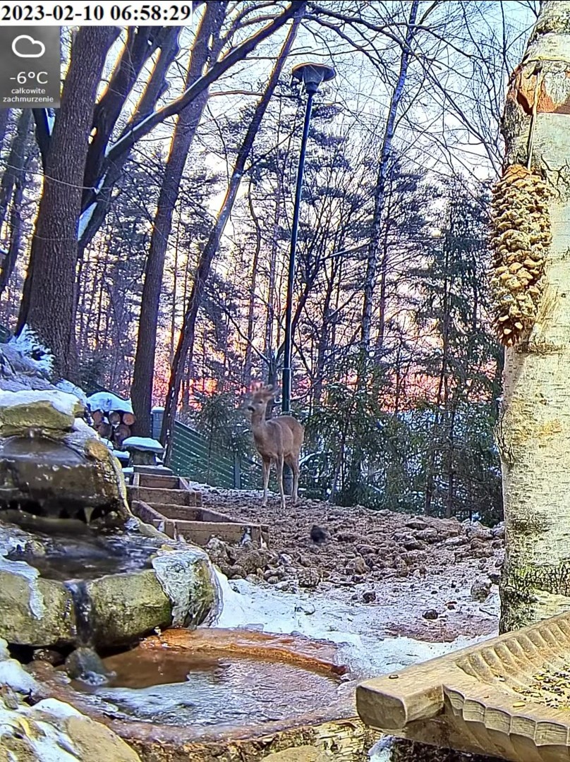 livebirdspoland_f1e03b1160172a5638aa97cb0765e027.jpg