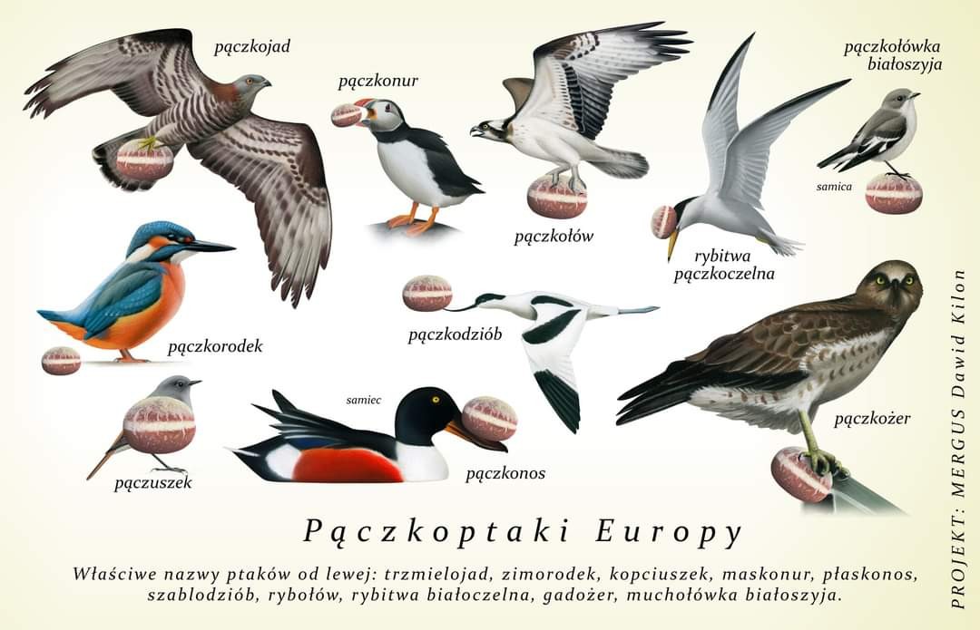 livebirdspoland_6c9b2300a897a72904eb97ec38472e29.jpg