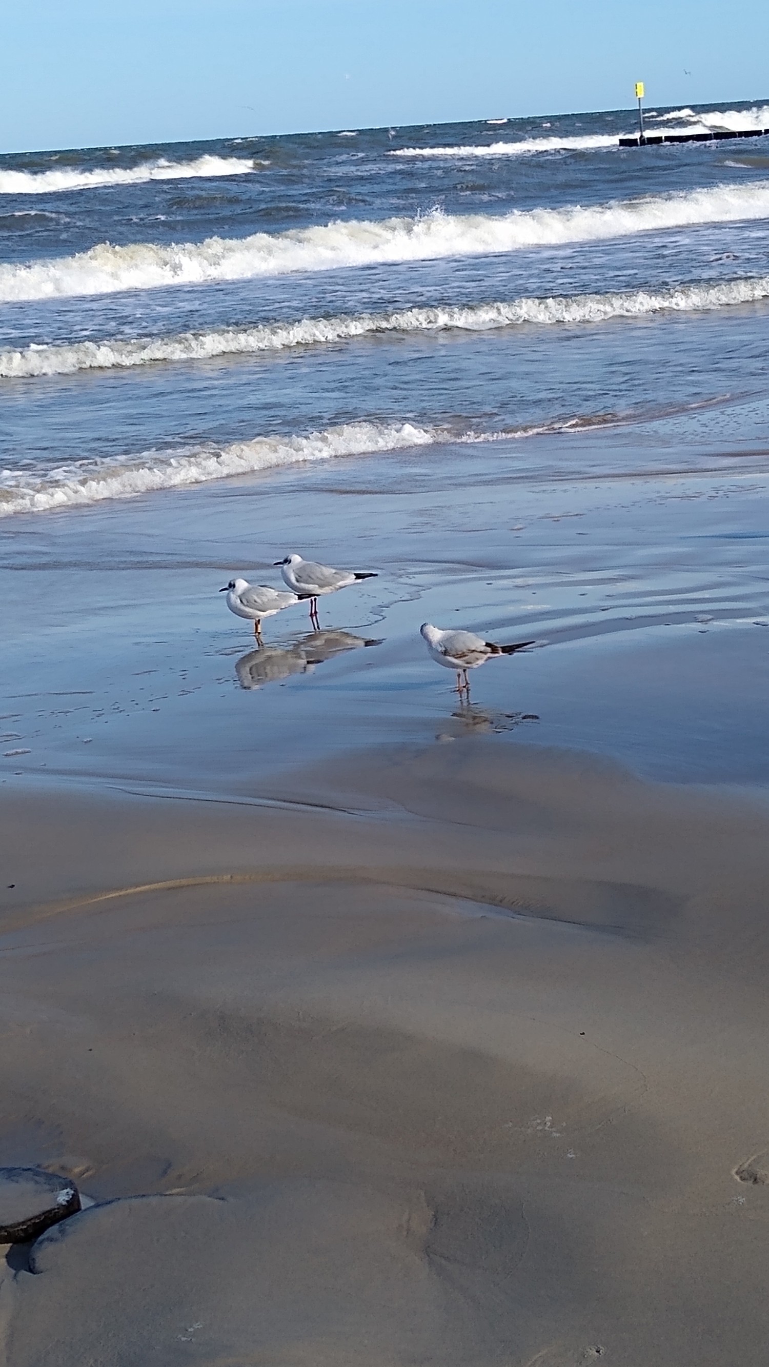 livebirdspoland_103092632b5295233b00627e1230a9e4.jpg