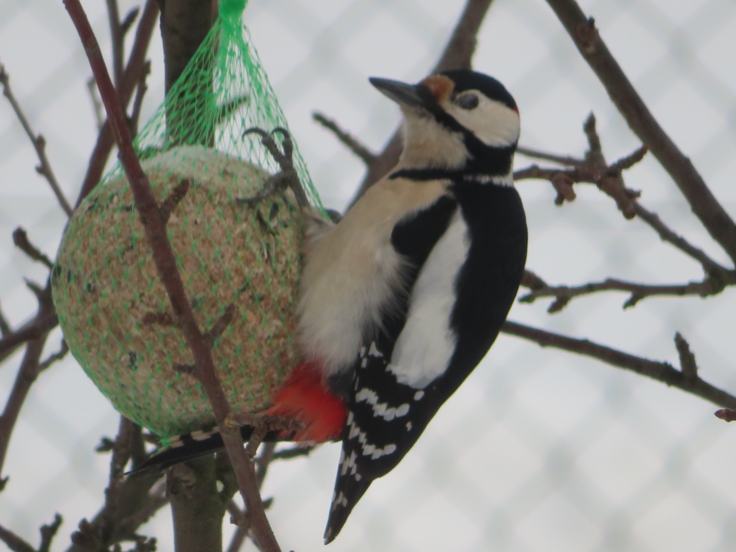 livebirdspoland_5f4317df55e92b6500af88e6c61c81ad.jpg