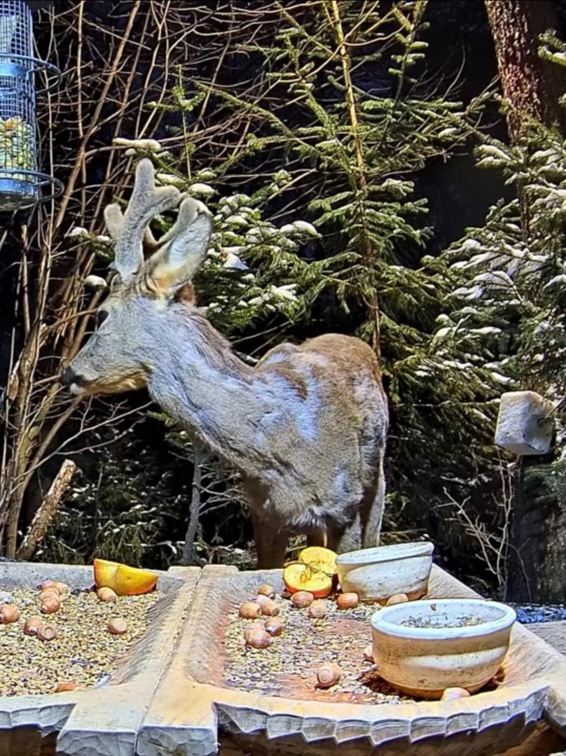 livebirdspoland_5196275d2f1c9e5fbb798f604c337295.jpg