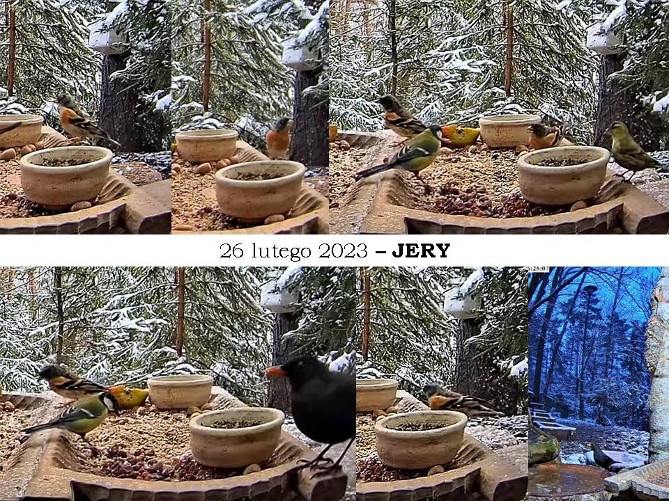 livebirdspoland_52a6144663e6caf15d510ccbc759105d.jpg