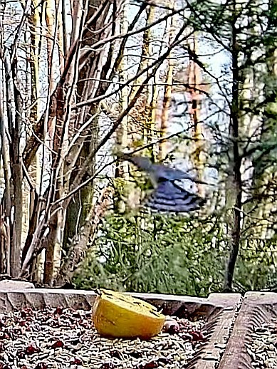 livebirdspoland_35a42dcf6bba29c91643bbacfe73e0bc.jpg