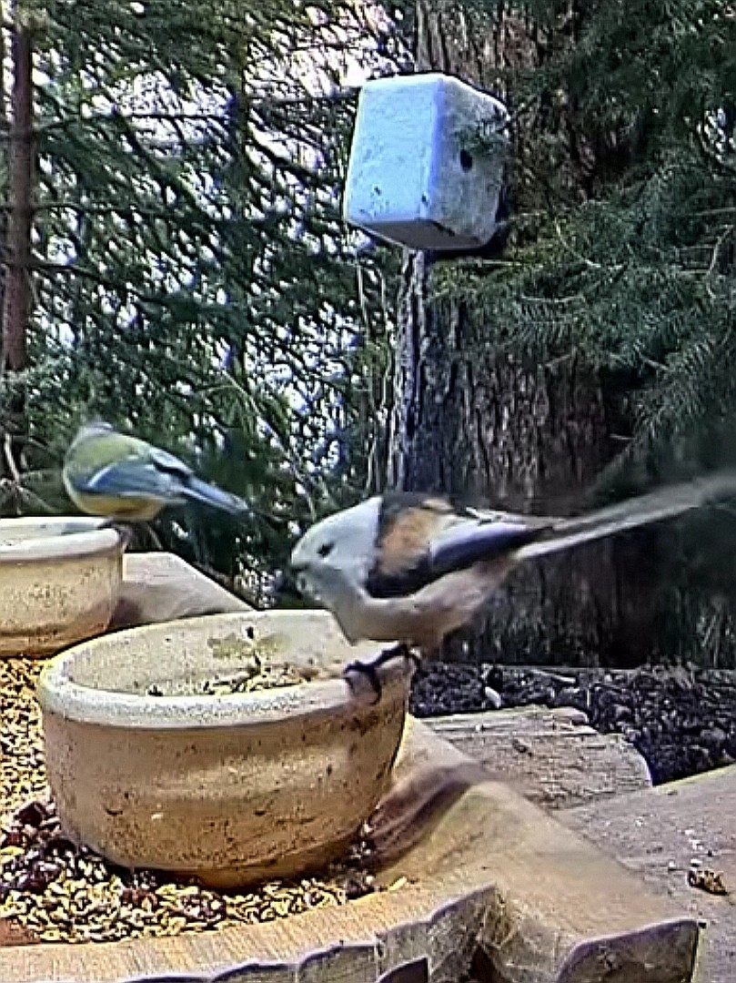 livebirdspoland_ba8b12e8400fdb5524df7a85569c3f8a.jpg