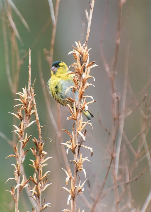livebirdspoland_8e8f0060841afc1c5e2d1408abcf9b22.png