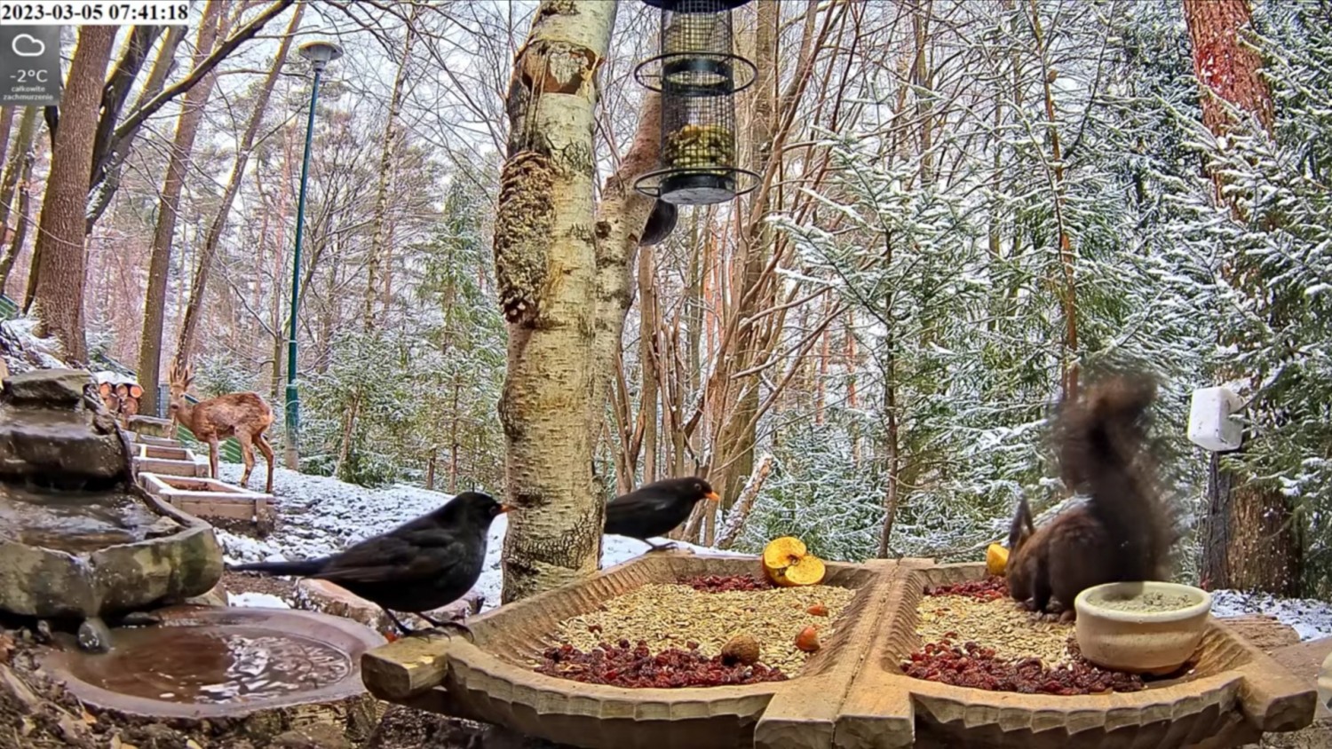 livebirdspoland_78c7ce479c33a26cbbb7e41a299a33d4.jpg