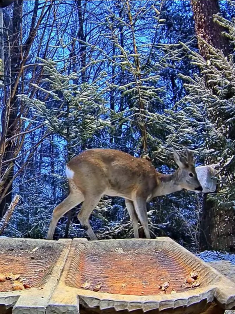 livebirdspoland_f6b06caf606f03f91c8e9294d4e9fbc3.jpg